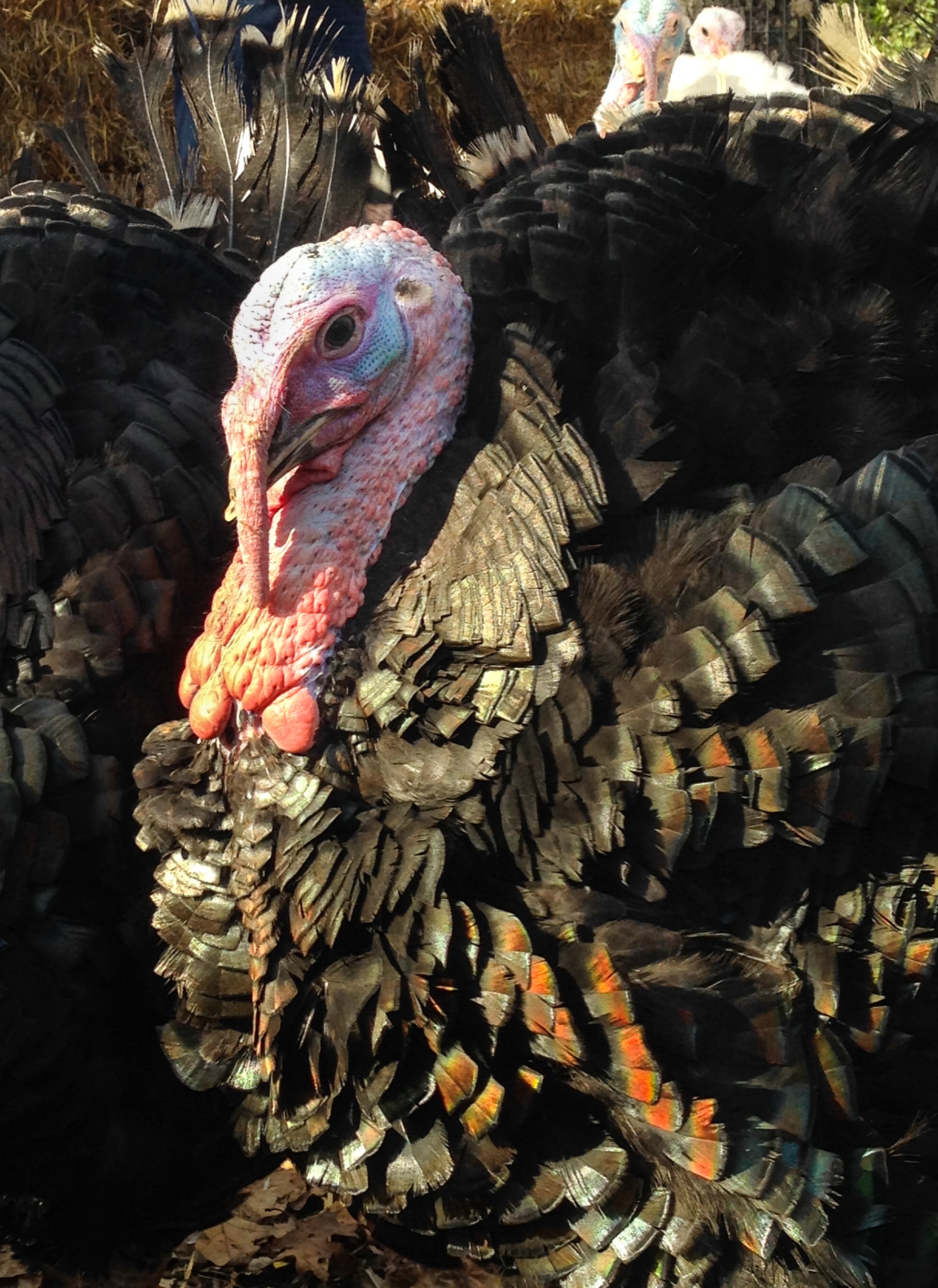 Presidential Turkey Flock