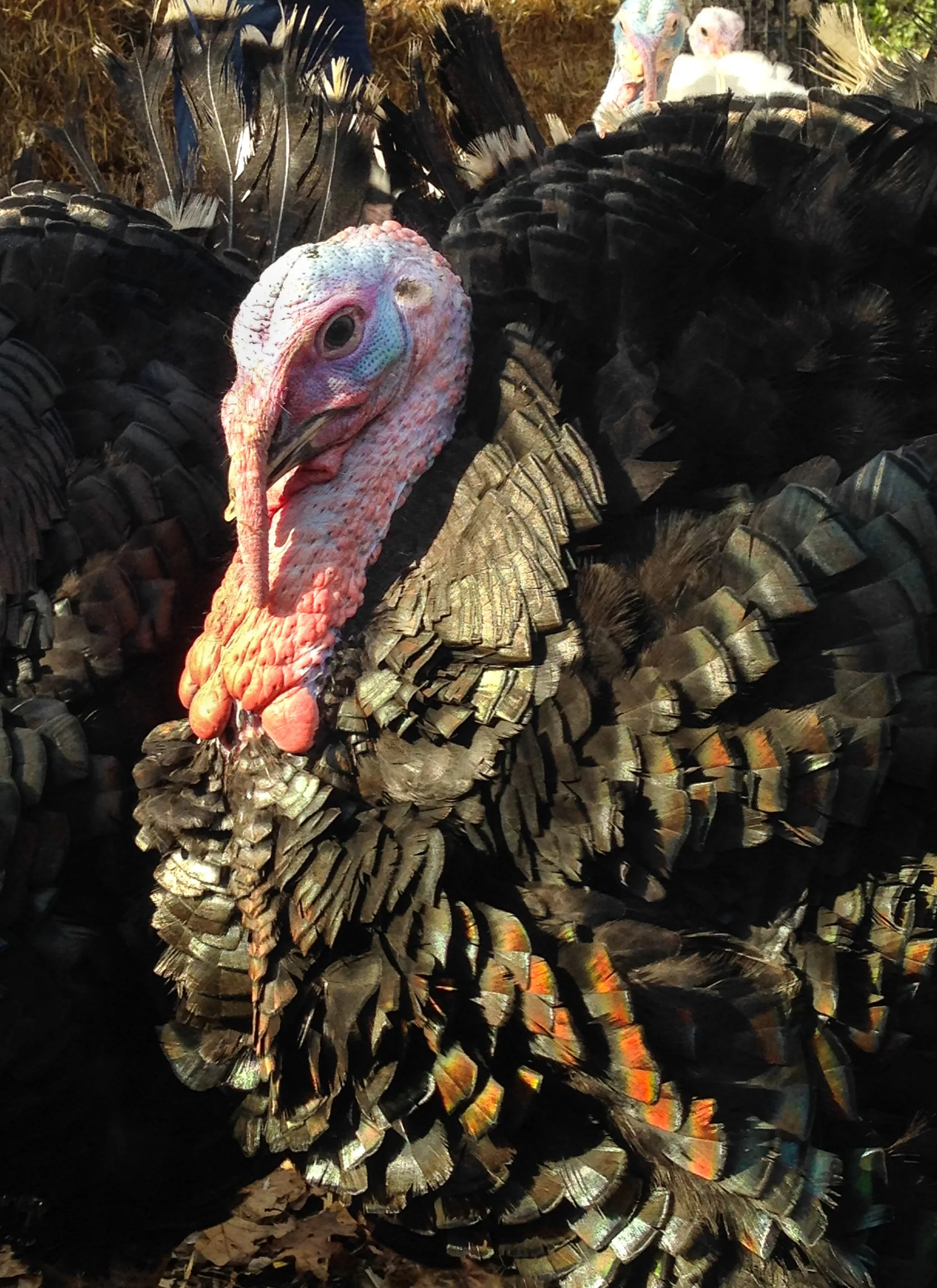 Presidential Turkey Flock