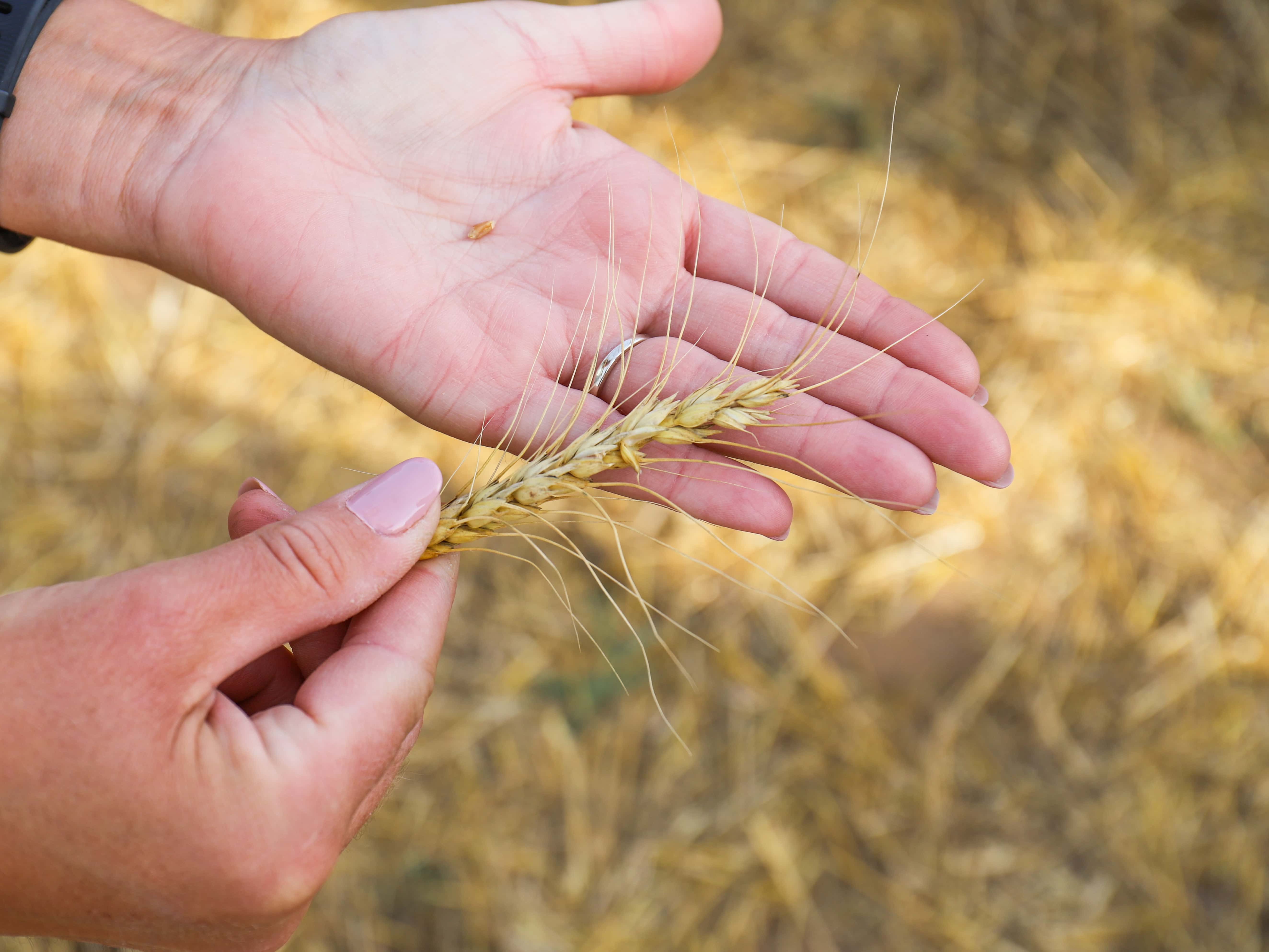 Hard Red Winter Wheat