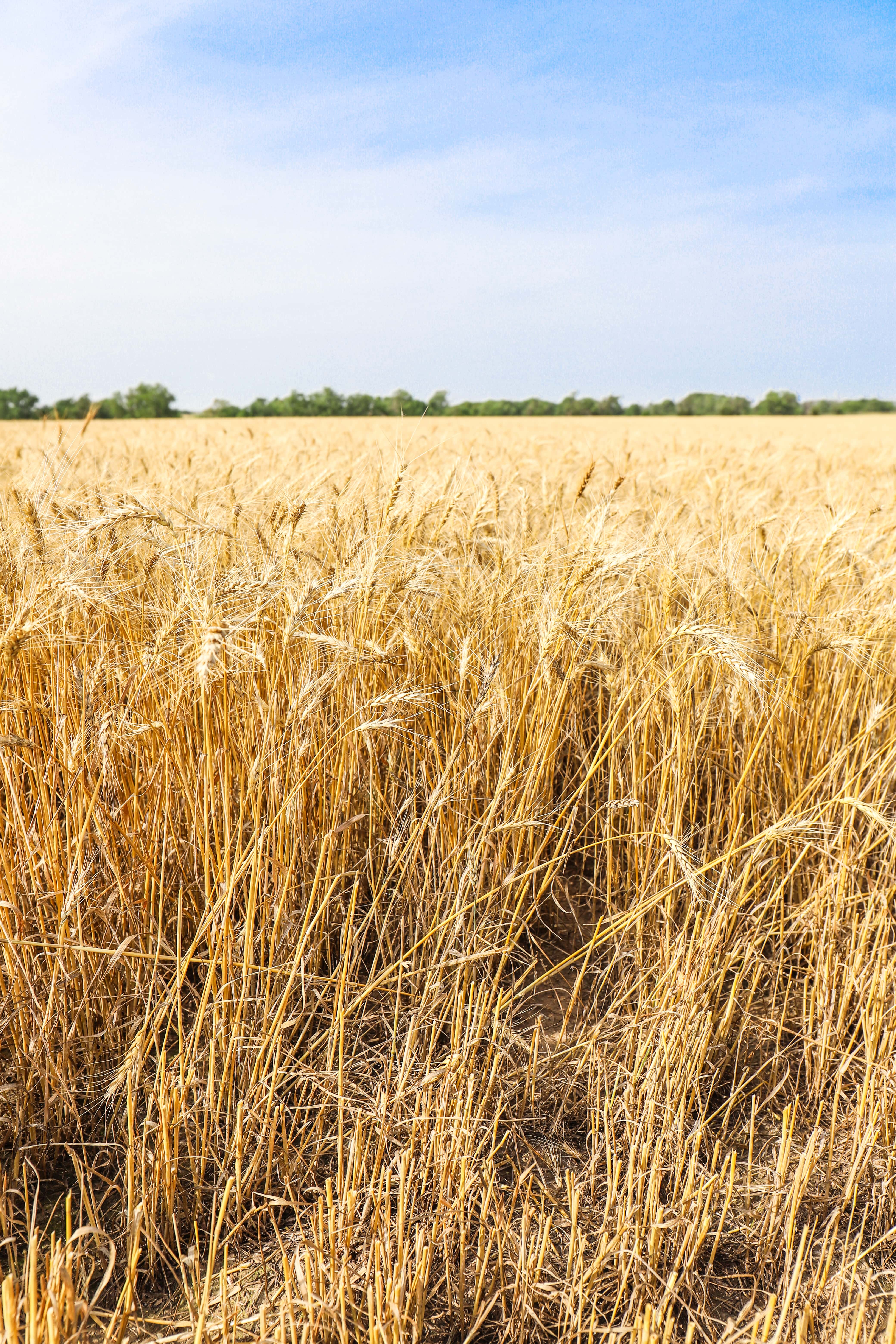 Wheat Field Before Harvest